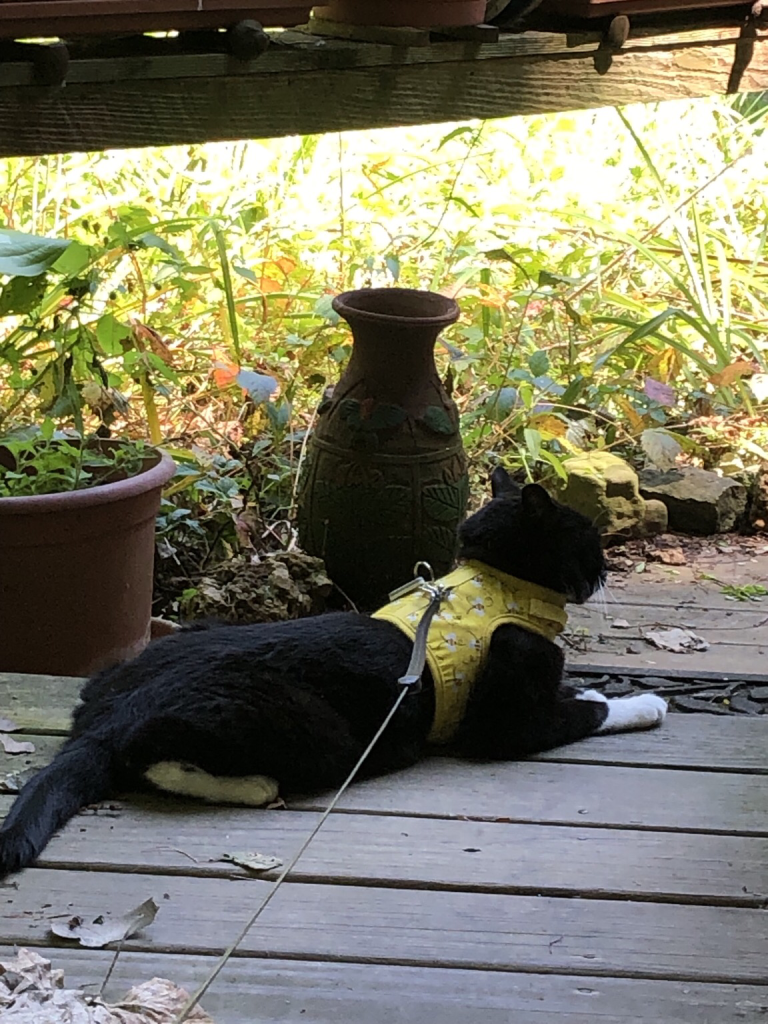 Backlit shot of black cat sitting on top step of our porch. Couple big flower pots/vases behind him with green vegetation.  