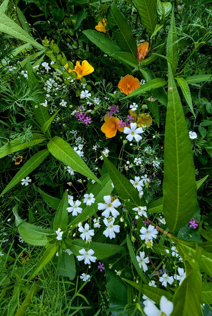 A number of small white flowers compensated with a mix of slightly larger yellow, orange and purple flowers. 

I have no idea what they are. I just planted a couple of packs of mixed wildflower seeds. There are undoubtedly weeds mixed in as I can't tell them apart.