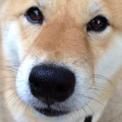 a random shiba from shibes.lol