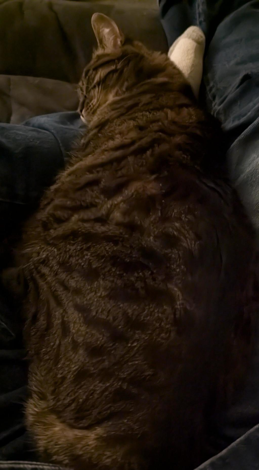 Sleeping tabby cat, nestled on jeans