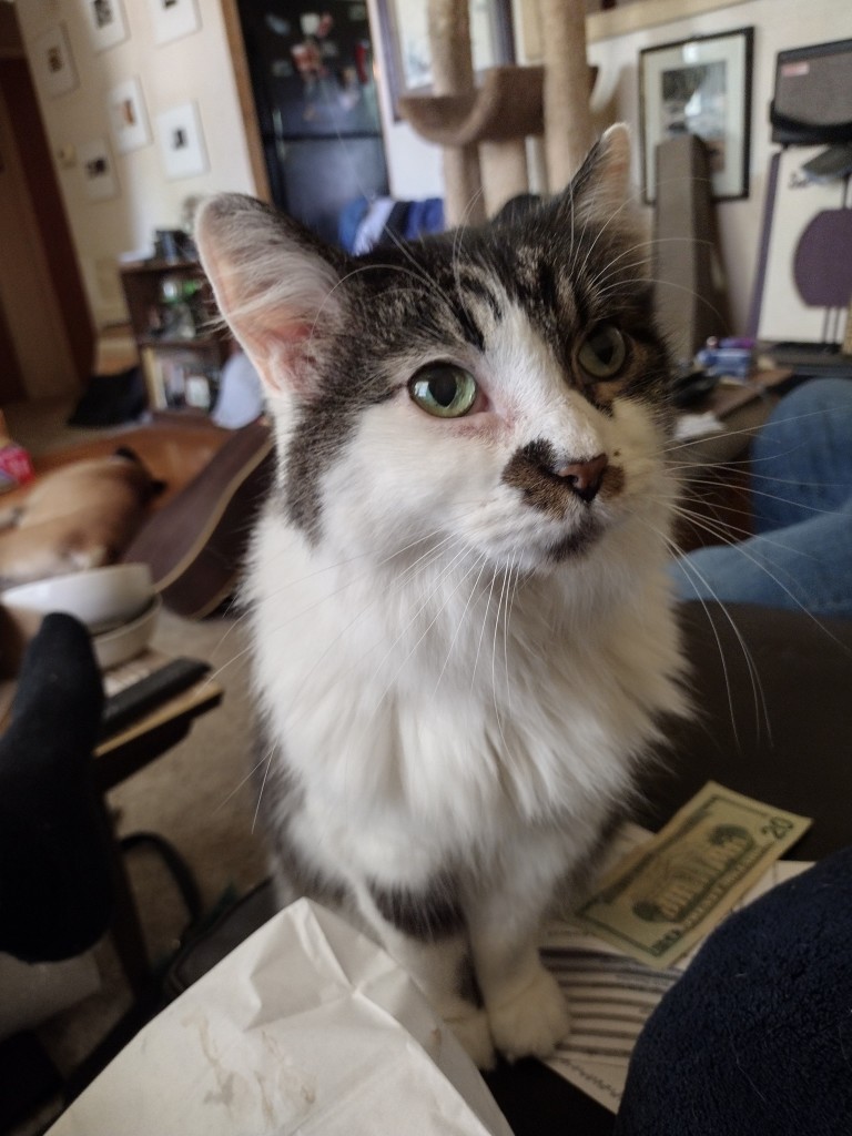 Shaggy black and white cat with brown patch on the side of her nose.