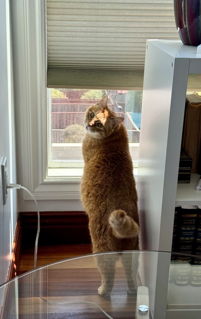 photo of an orange cat standing at a low window. Her front paws are up on the window sill, her rear legs are on the ground, and her face is turned towards the camera. Her tail is curled with excitement. 