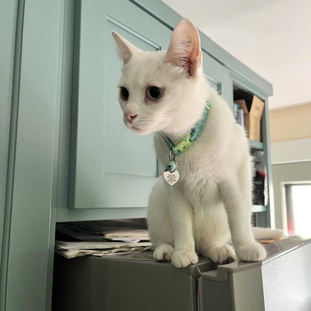 a white cat looks down from the top of a refrigerator