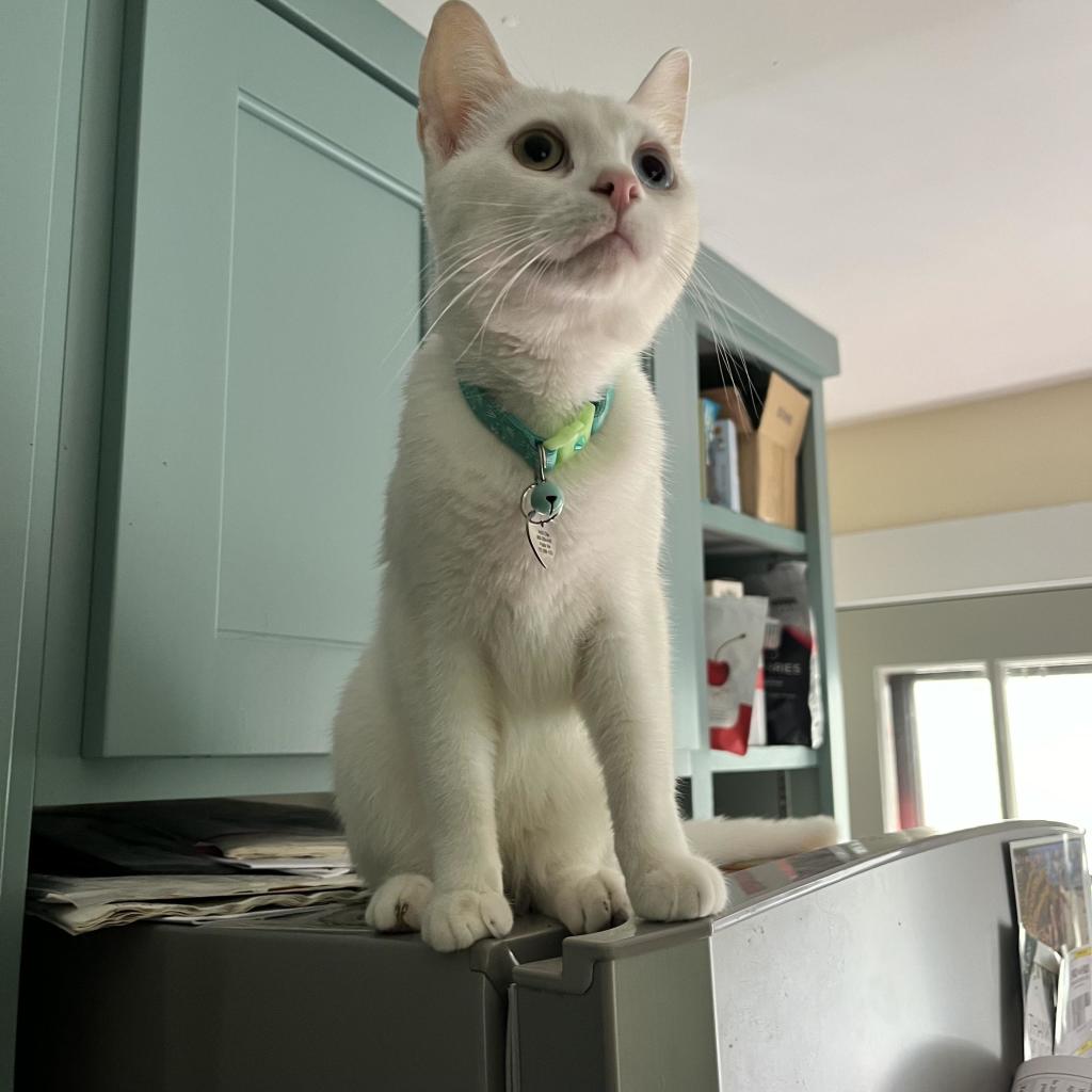 a white cat looks forward from the top of a refrigerator