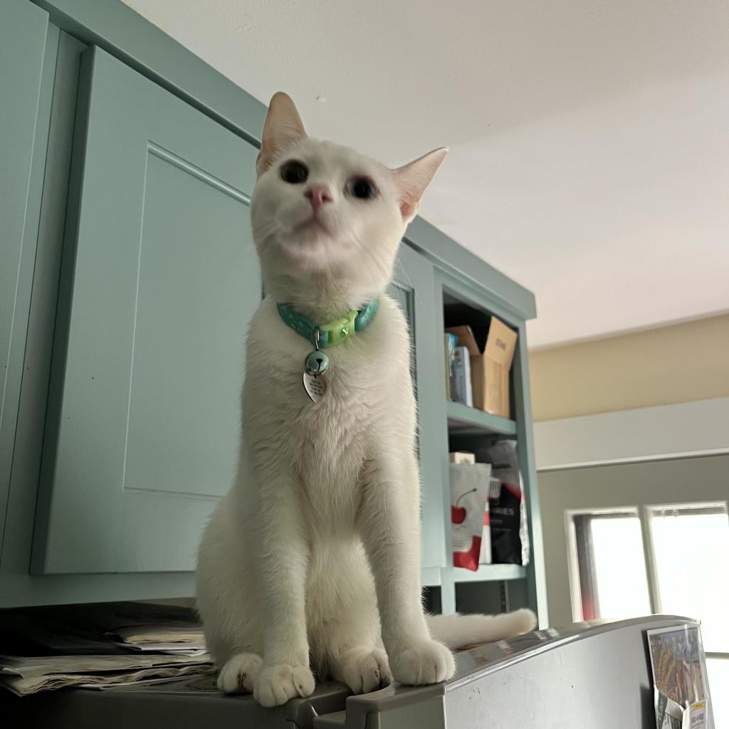 a white cat looks inquisitively from the top of a refrigerator