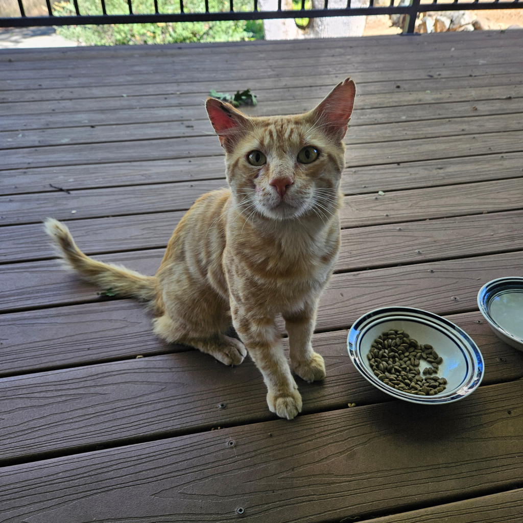 A thin, orange tabby sits on a wooden porch looking up with anticipation. He has yellow-green eyes, a battle-scarred face, and notches in his left ear. There’s a bowl of dry cat food next to him.