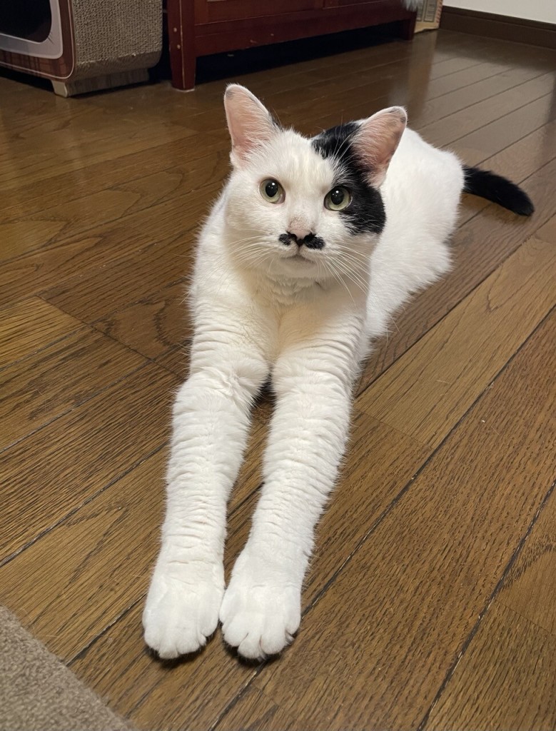 This is a frontal shot of a cat with black and white fur and a mustache pattern, relaxing on the floor with its hands stretched on his front.
His gaze is directed into the air in the upper left direction. In my imagination, his expression is like that of a cat falling in love with someone.
Probably, he is longing for the brown stray dog ​​that suddenly wandered into my garden this afternoon.