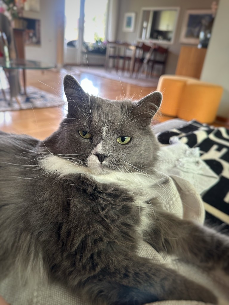 A grey and white cat looking sleepy 