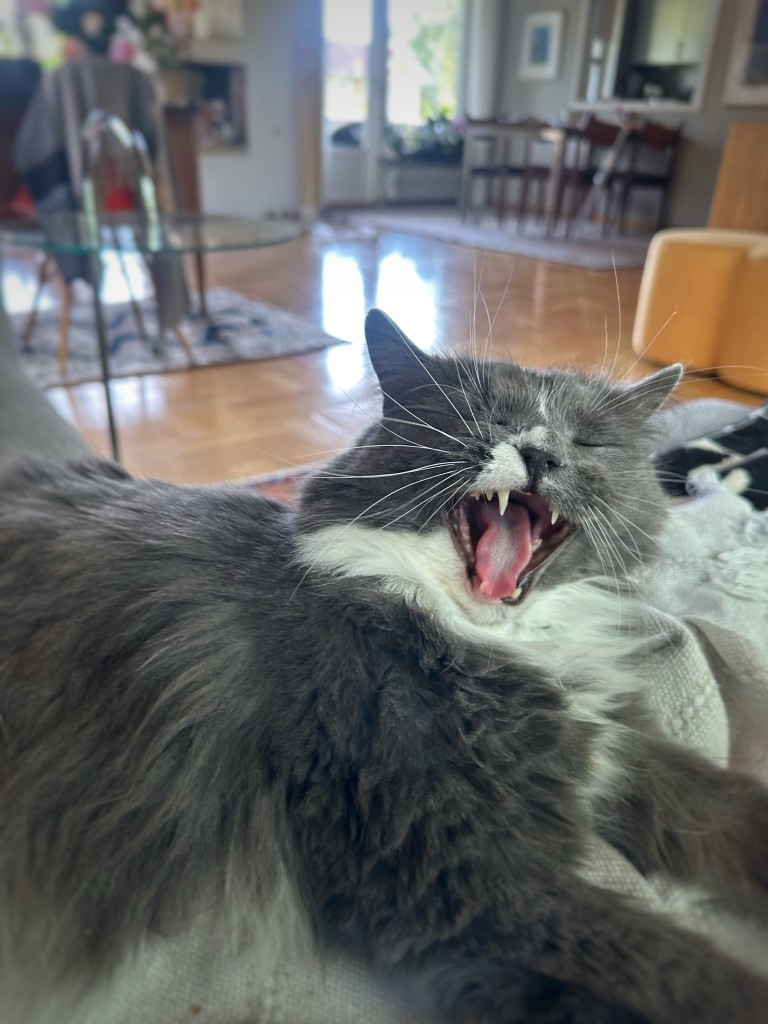 A grey and white cat yawning 