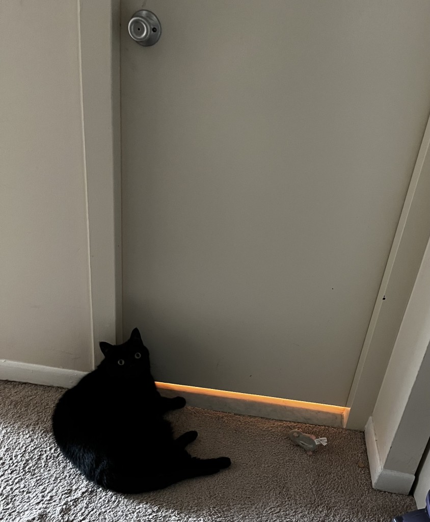 A black cat lying near a closed door with light shining underneath. A toy mouse is nearby.