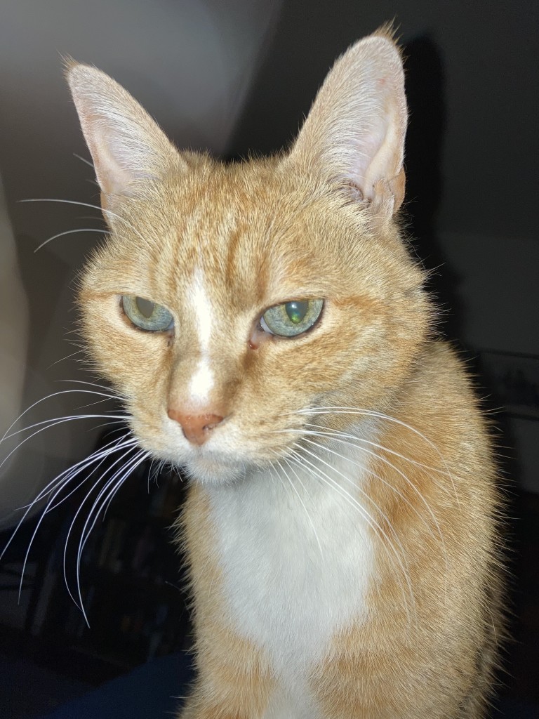 Photo of orange tabby glaring at the person taking his picture. 