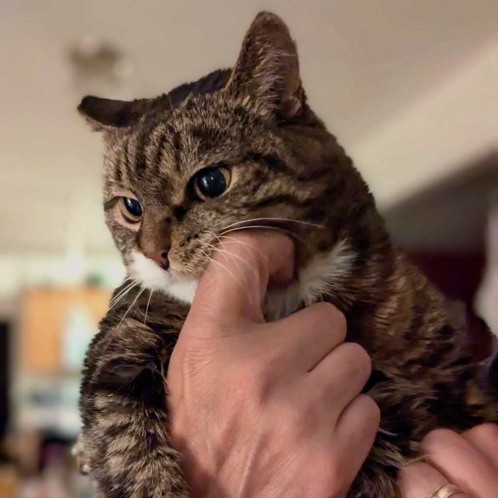 A geriatric female tabby cat getting cheek scritches in the arms of her favorite. She is brown, black, grey, and white. Background is a blurred view of living area. Caucasian male hands. 