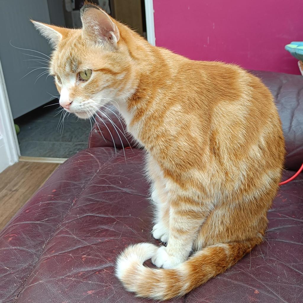 A ginger male cat (Albert) sits on a purple leather(ish) sofa in front of an open doorway and a section of wall painted a lighter shade of purple. He is looking down inquisitively.