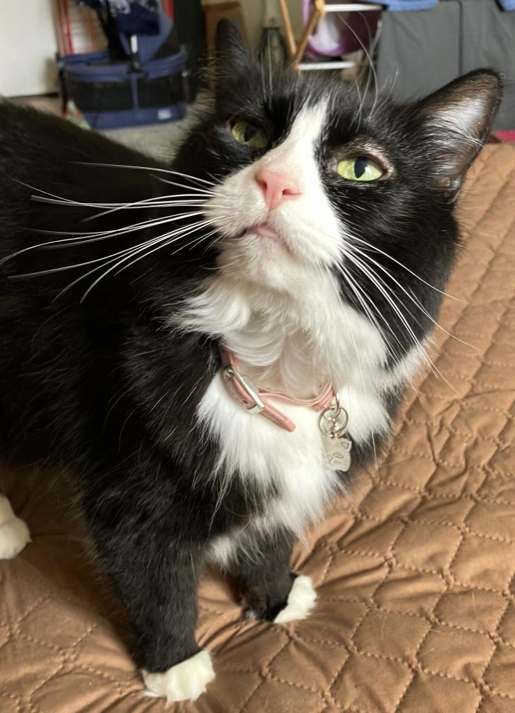 A black and white tuxedo cat with green eyes wearing a pink collar with a tag, standing on a quilted surface, looks up at someone offcamera.