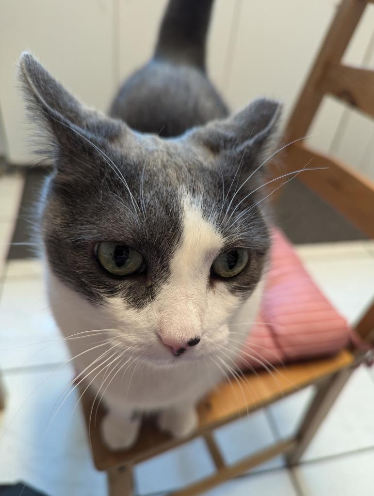 A close-up picture of a dark gray and white cat with green eyes looking into the camera. Her nose is half pink and half spotted gray. She is sitting on a cushioned wooden kitchen chair to get higher off the ground and closer to the person holding the camera.