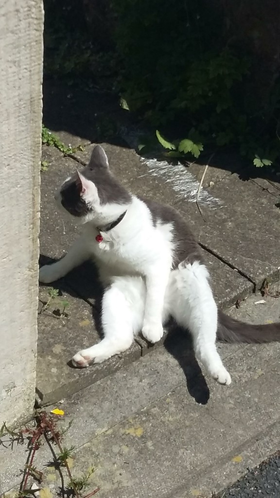 Grey and white cat sitting on flagstones with legs akimbo, looking back over his right shoulder.