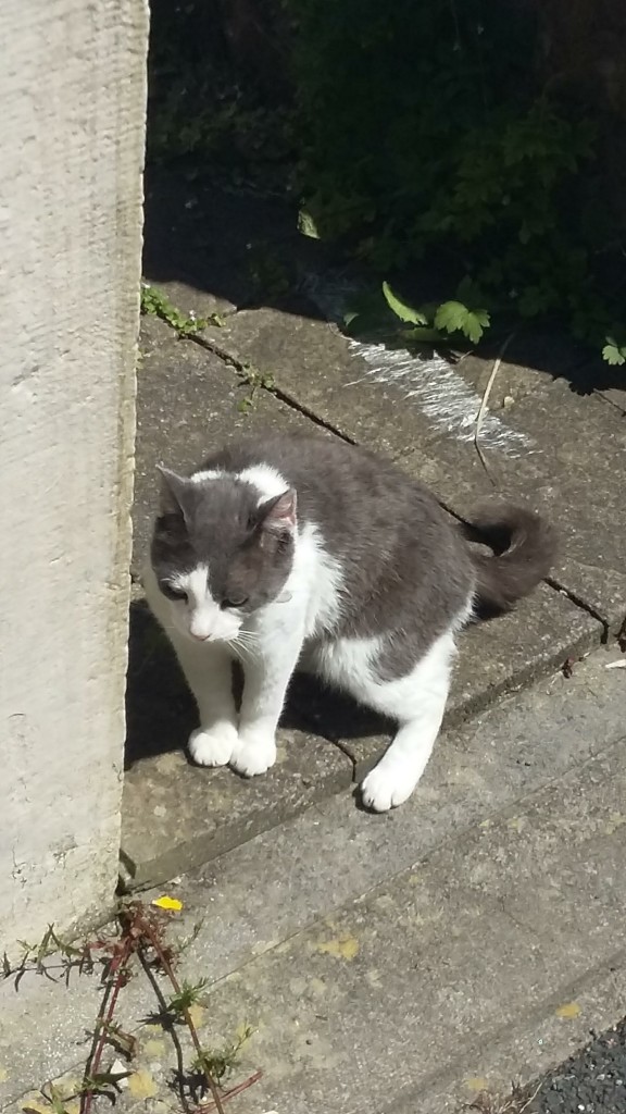 Grey and white cat sitting on flagstones, turned to look forwards.