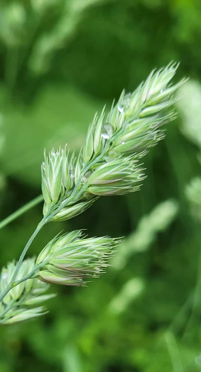 Perlenförmiger Tautropfen auf Knäuelgras