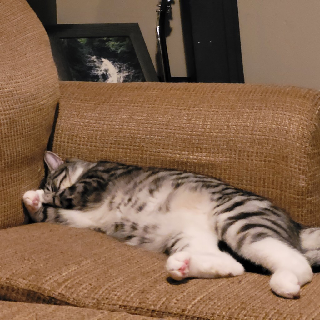 A grey tabby covers his face while lying by the armrest of a brown couch. Pink toe beans are visible. 