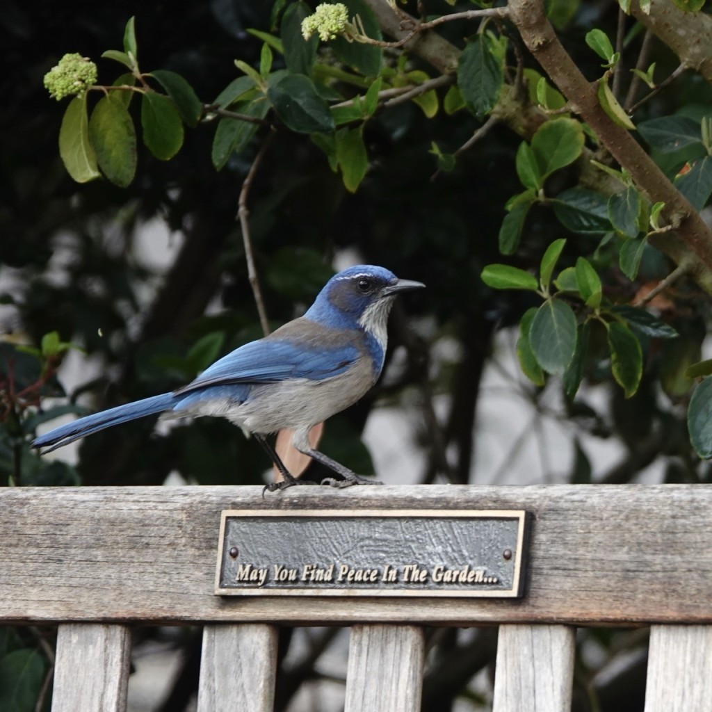 A California scrub jay on a wooden bench with a plaque that reads, "May You Find Peace In The Garden," surrounded by greenery.