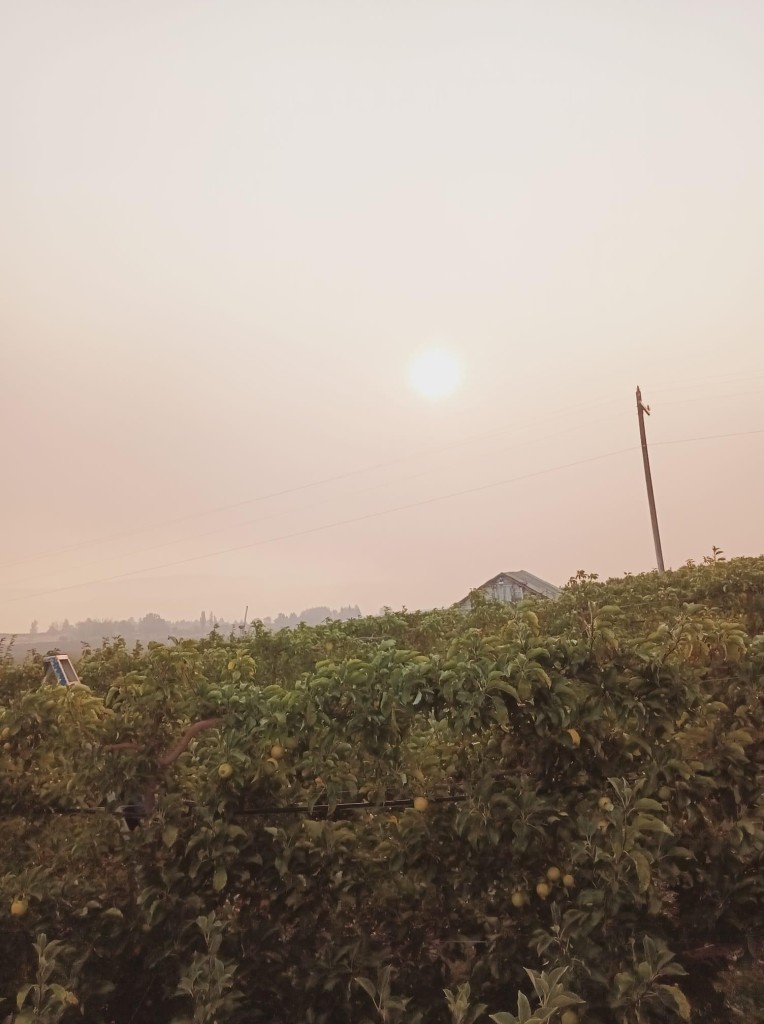 A picture of the sky in Tieton WA where a garm worker was working in the apples in wildfire smoke.  #WeFeedYou