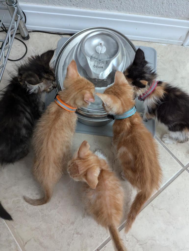 Five kittens drinking from a water fountain