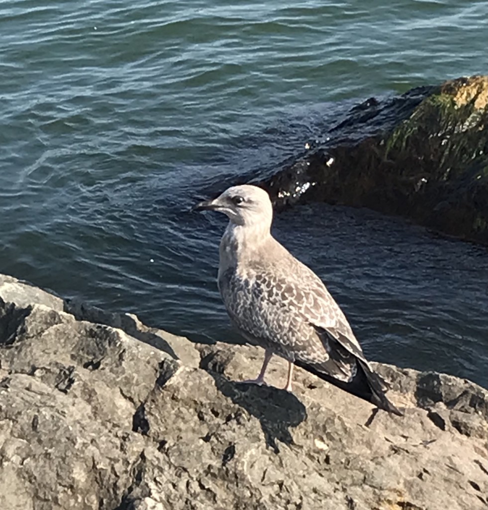 Bird standing on a rock above water. 

Bird has a whitish head, mixed grayish-brown and white wings & body with dark gray tail feathers, a black beak and pinkish webbed feet.