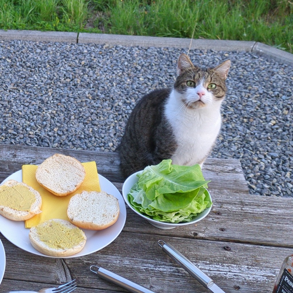 Ein weiß-graugetiegerter Tabbi-Kater sitzt auf einer Bierbank vor zwei Tellern mit Salatblättern und Hamburgern in Vorbereitung und schaut aufmerksam fordernd direkt in die Kamera.