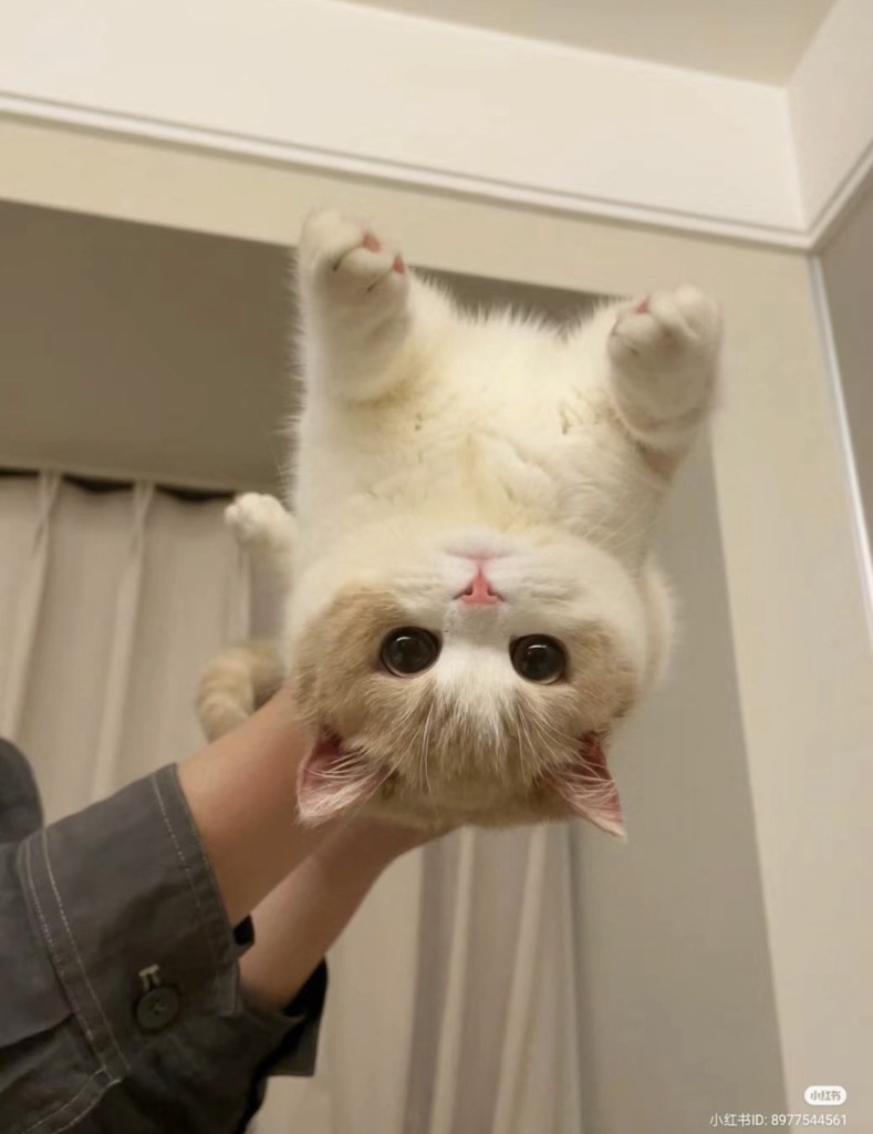 A cute cat with curious eyes, a white and beige fur coat, and is looking directly at the camera whilst being held upside down.

[Caption lyrics from “The Fresh Prince of Bel-Air” by DJ Jazzy Jeff & the Fresh Prince]

Credits: baidu/8977544561