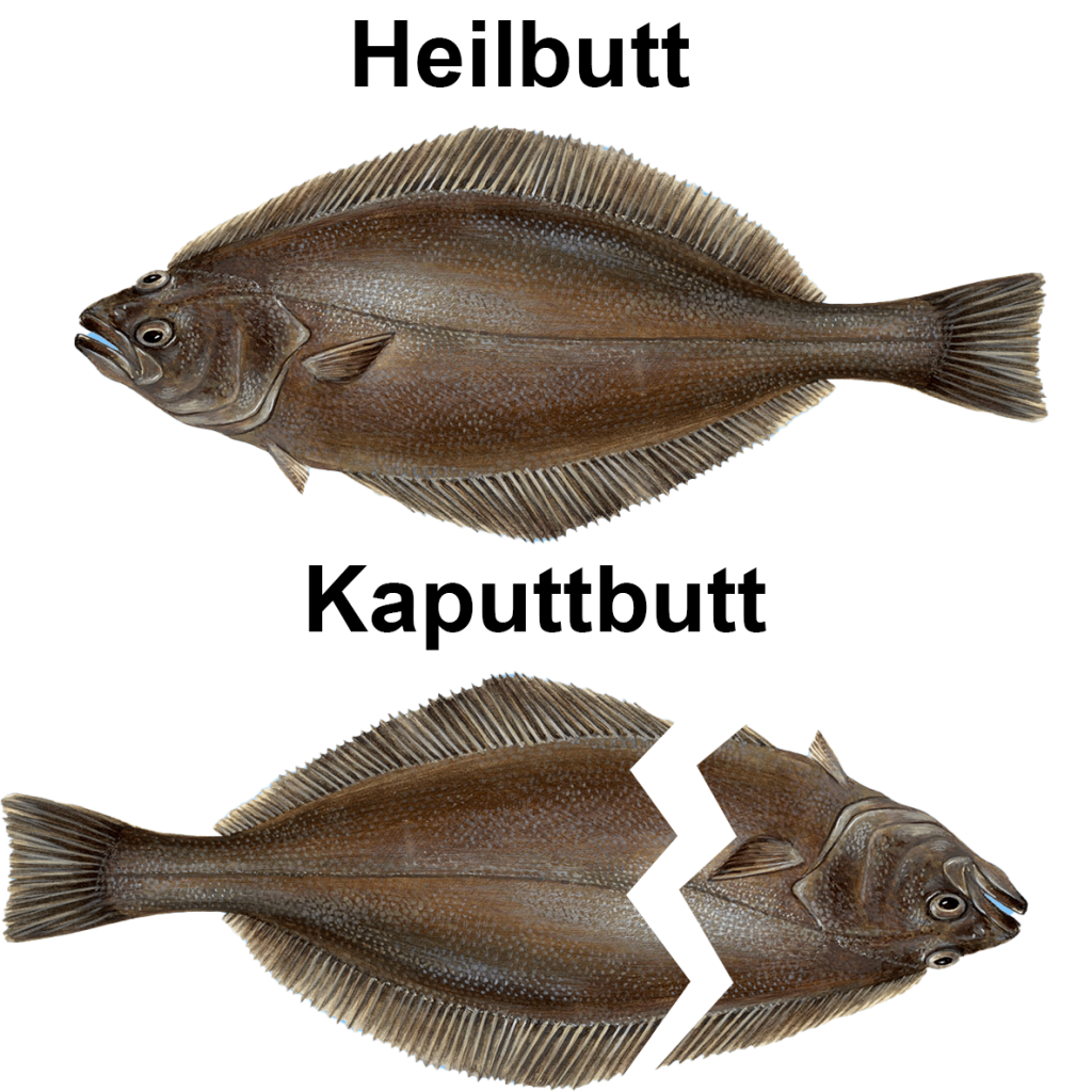 ich🐟iel