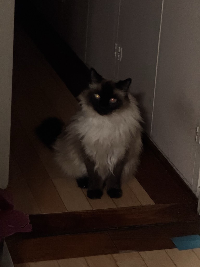 A fluffy Siamese cat with dark face markings, sitting on a wooden floor in a dimly lit hallway.