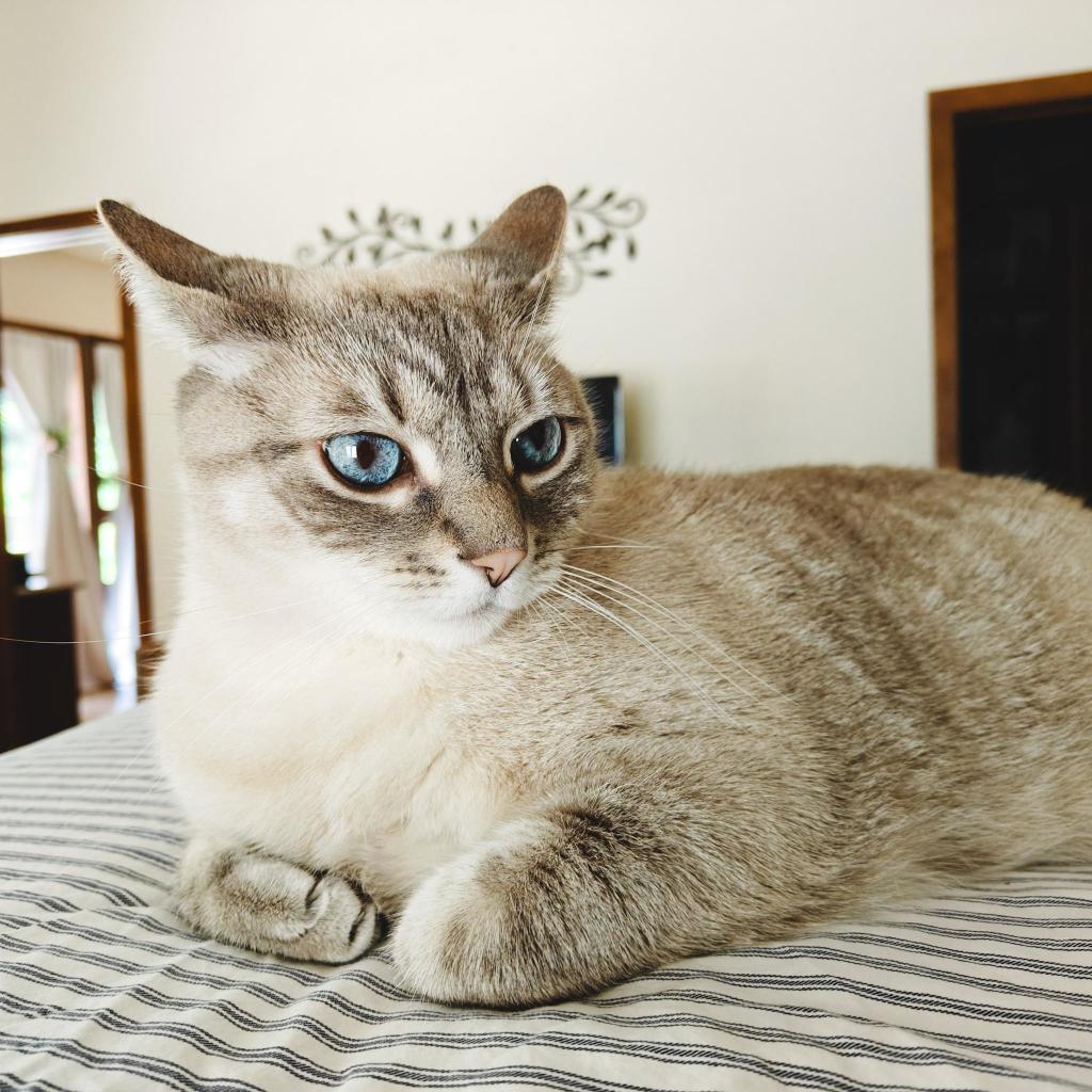 My blue eyed kitty laying on the bad with his ears back. He looks sort of alarmed.