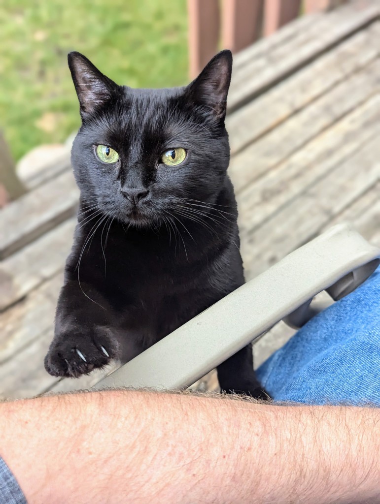 A black cat has her paw out stretched to tap some ones arm. there her claws are just visible, incase she needs to make sure she is noticed. 