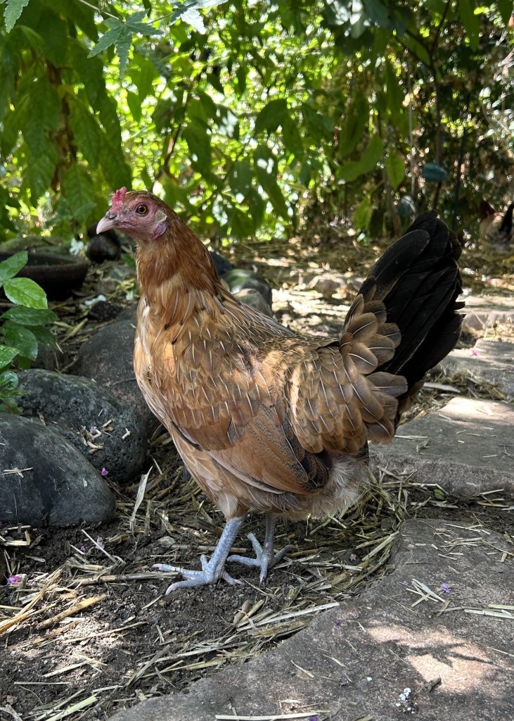 A hen with brown, rust colored, and tan feathers, her tail feathers are black and she’s standing profile in the picture. In the background is a rock border and stepping stones along with trees.