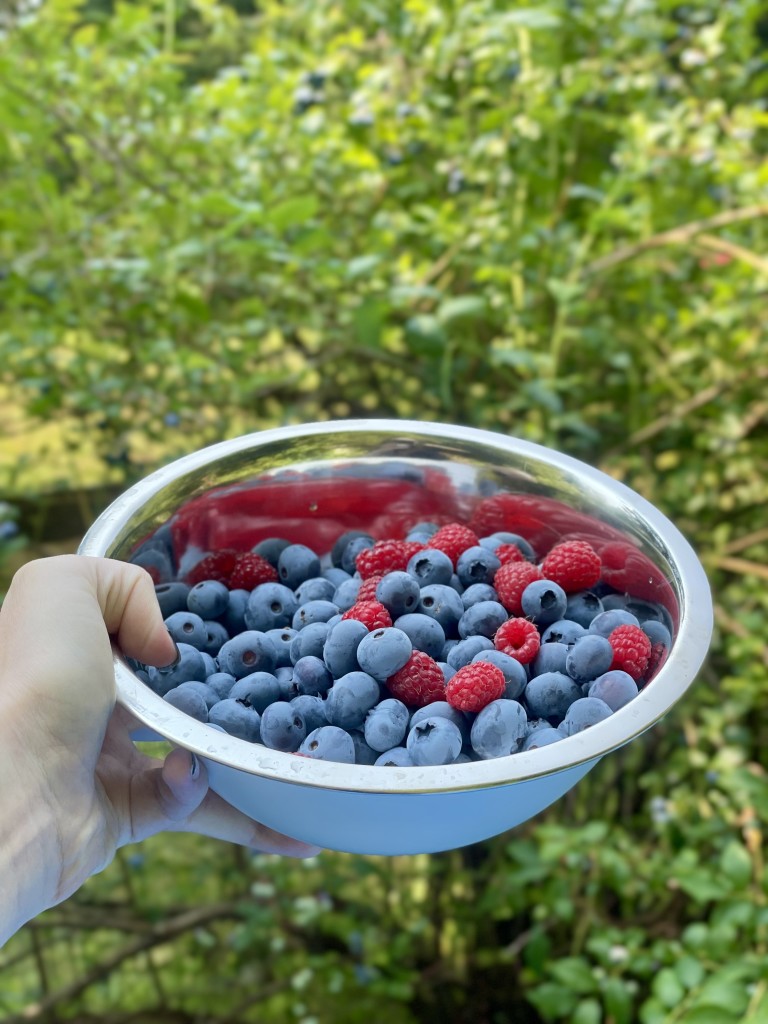 bowl of blueberries and a few raspberries held up in front of a blueberry bush