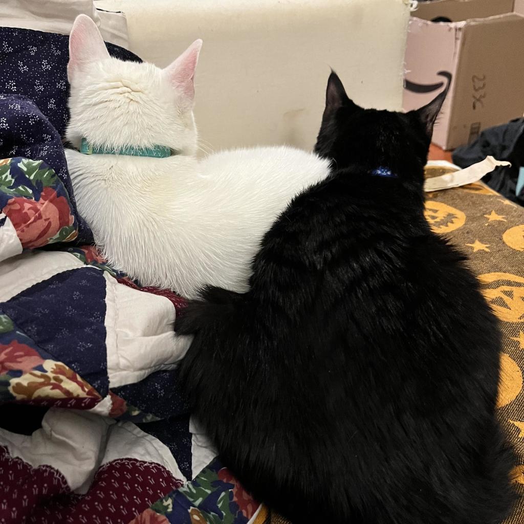 from behind, we see a white cat and a black cat resting on a couch; they are perpendicular, with the white cat resting the back part of her body on the side of the black cat. Bost are looking away from us