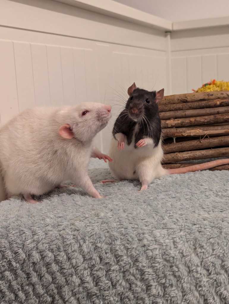 An adult white rat and a young hooded rat in the middle of an awkward post-wrestling standoff