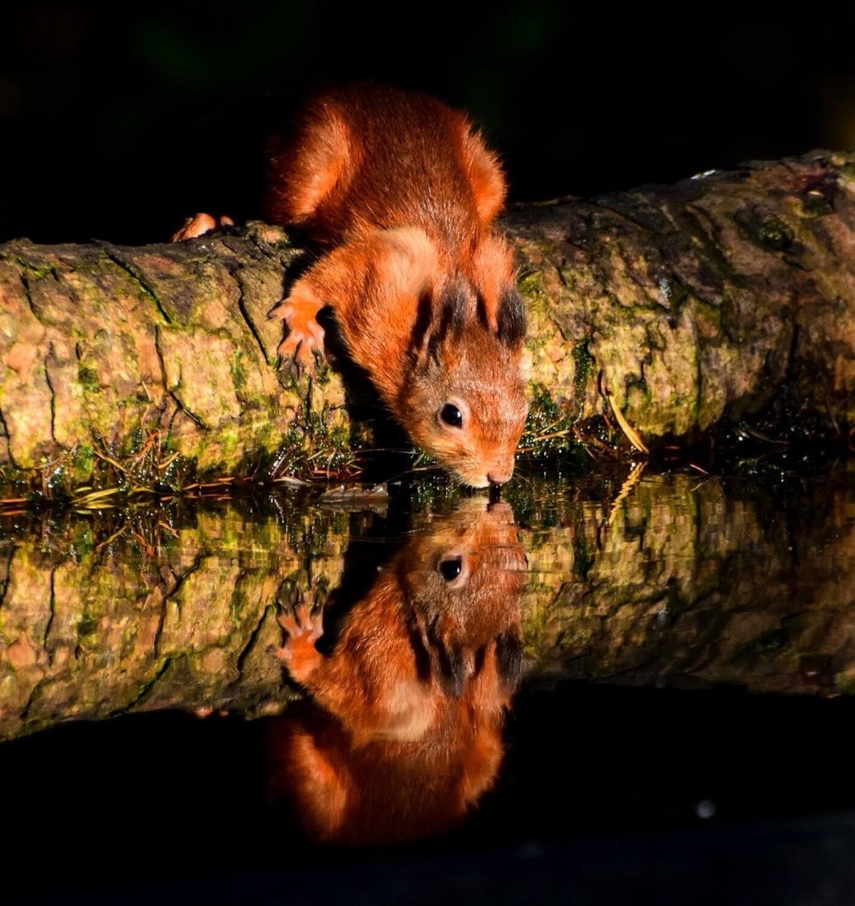 Picture a red squirrel standing on a log drinking water from a still pool. Their reflection in the water is perfect.