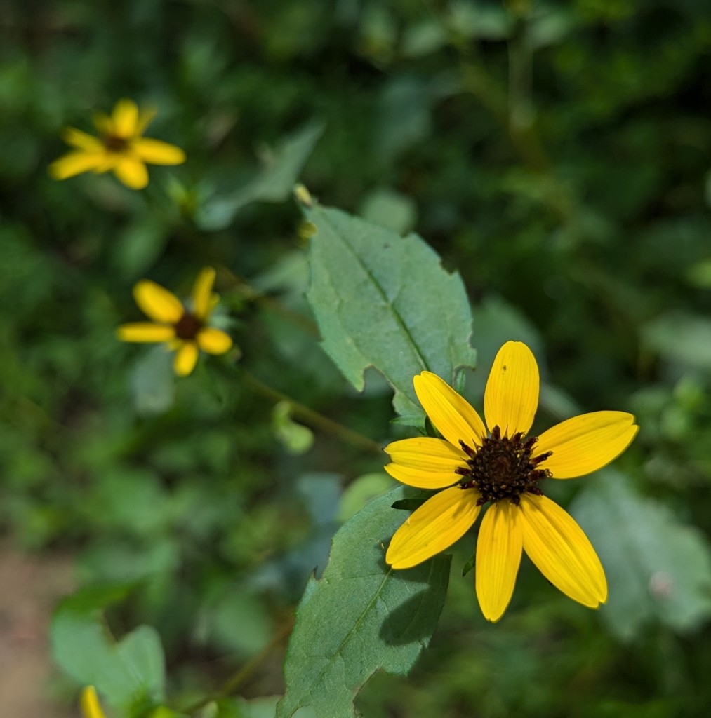 Daisy looking flowers except the petals are dark yellow and the center dark brown. 