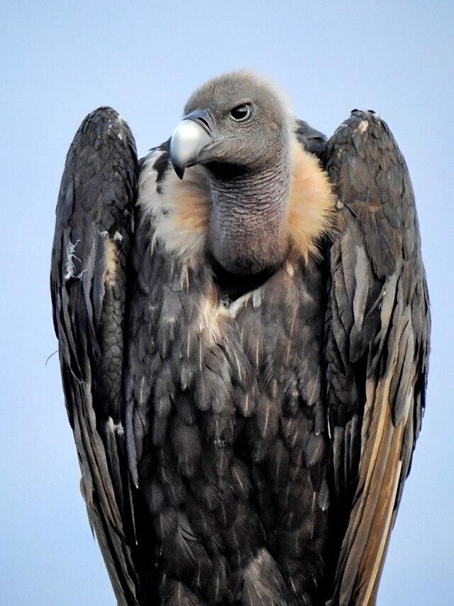 Indian White-Rumped Vulture