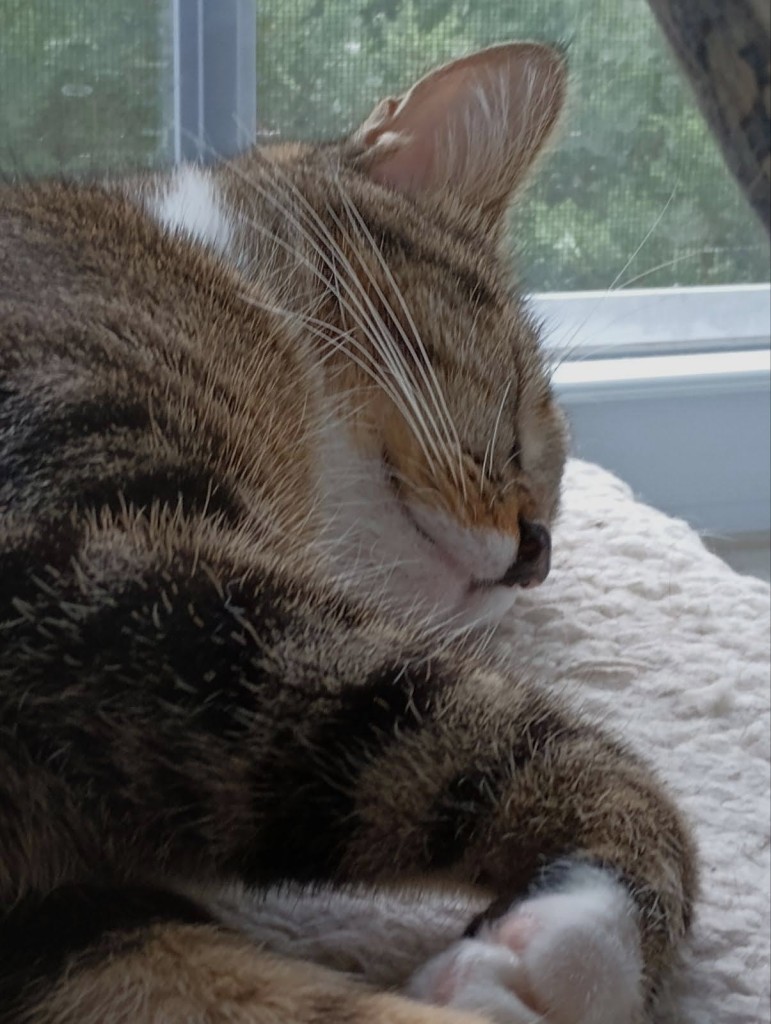 A close-up of a young tabby cat with white markings.  She is fast asleep on a soft, white, window shelf.