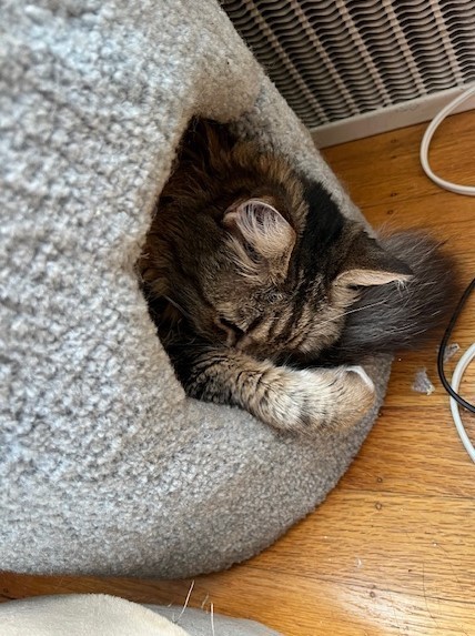 A brown and cream tabby cat sleeps inside a grey-carpeted scratching tower. Only the cat's head, one paw, and the tip of the tail is visible. It looks very comfortable if a bit squished.