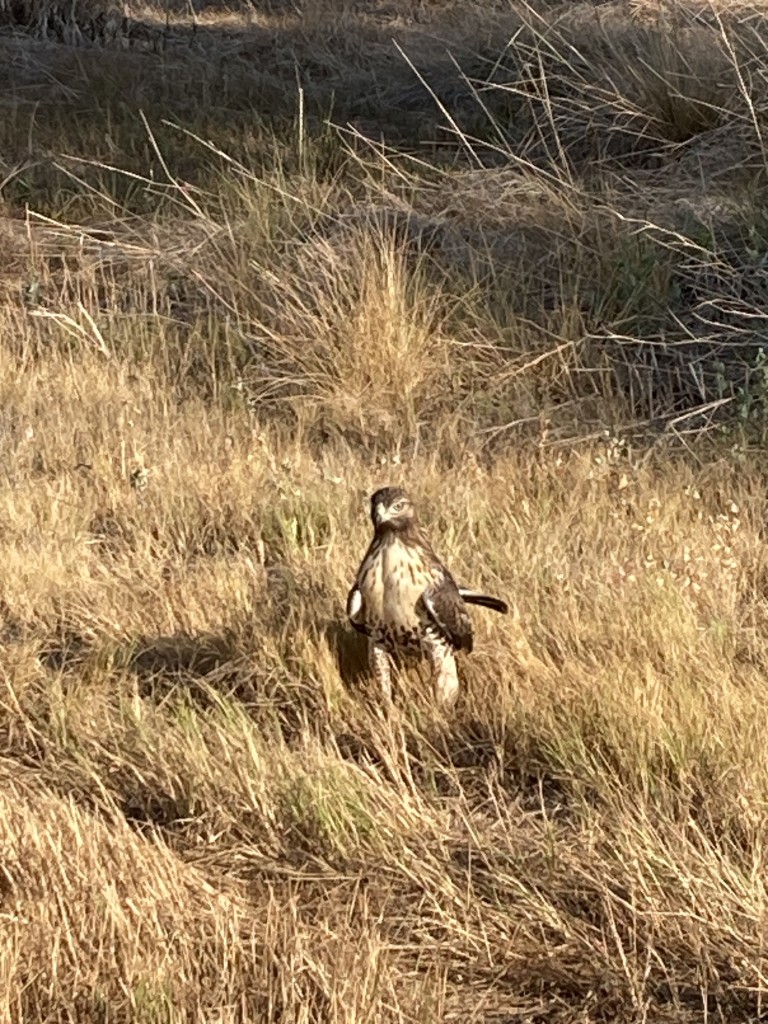 A fierce-looking raptor (I think a red-tailed hawk) is standing in an area of dried grass. It has a brown head with white patches around its eyes, a white chest and legs with brown speckles, and dark brown wings.