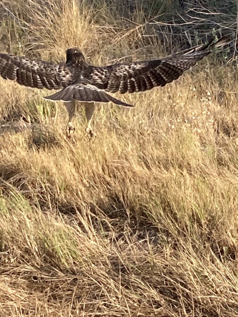 The raptor (red-tailed hawk?) is lifting into the air, back to the camera, with wings extended and talons dangling.