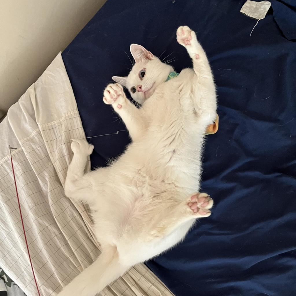 white kitten on her back, paws in air