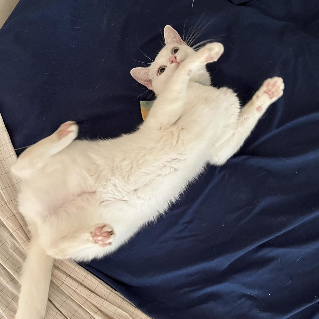 white kitten on her back, paws in air, a bit of a colorful fabric toy showing behind her shoulders on the bed