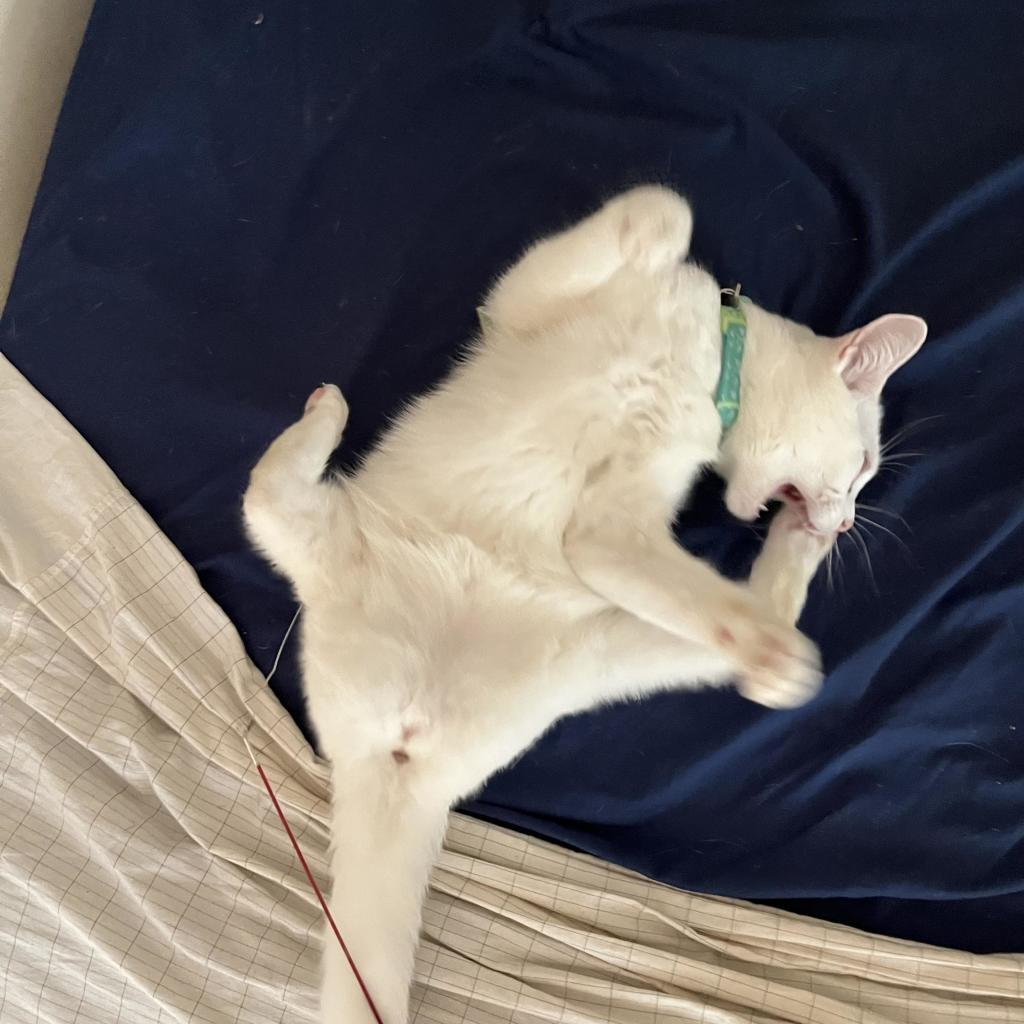 white kitten on her back, in the process of attacking her own foot