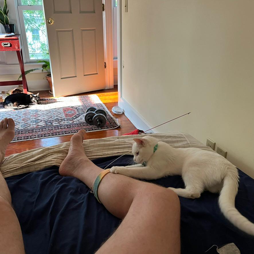 A white cat has dragged a toy - a colorful strip of fabric attached to a fishing line and pole - onto a bed and draped it over one of the unclothed legs of a human in bed. In the distance on the floor, a black cat watches the action