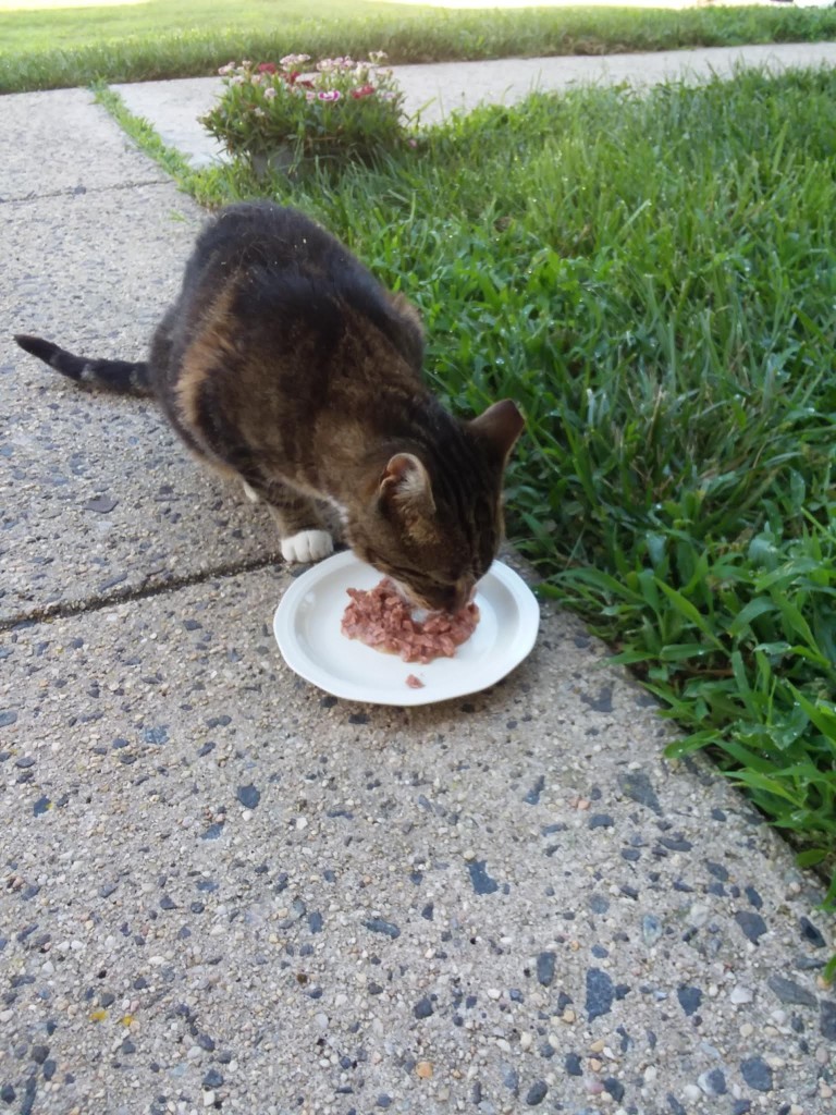 Friday, July 28th, Ginza eats wet food from a tea saucer on the sidewalk close to the front door of my apartment. There's a pot of flowers behind her where the sidewalk to apartments intersects with a sidewalk to the parking lot.

The grass to the side of Ginza is thick and wet with morning dew. She doesn't realize it, but she's going to start getting a daily breakfast.