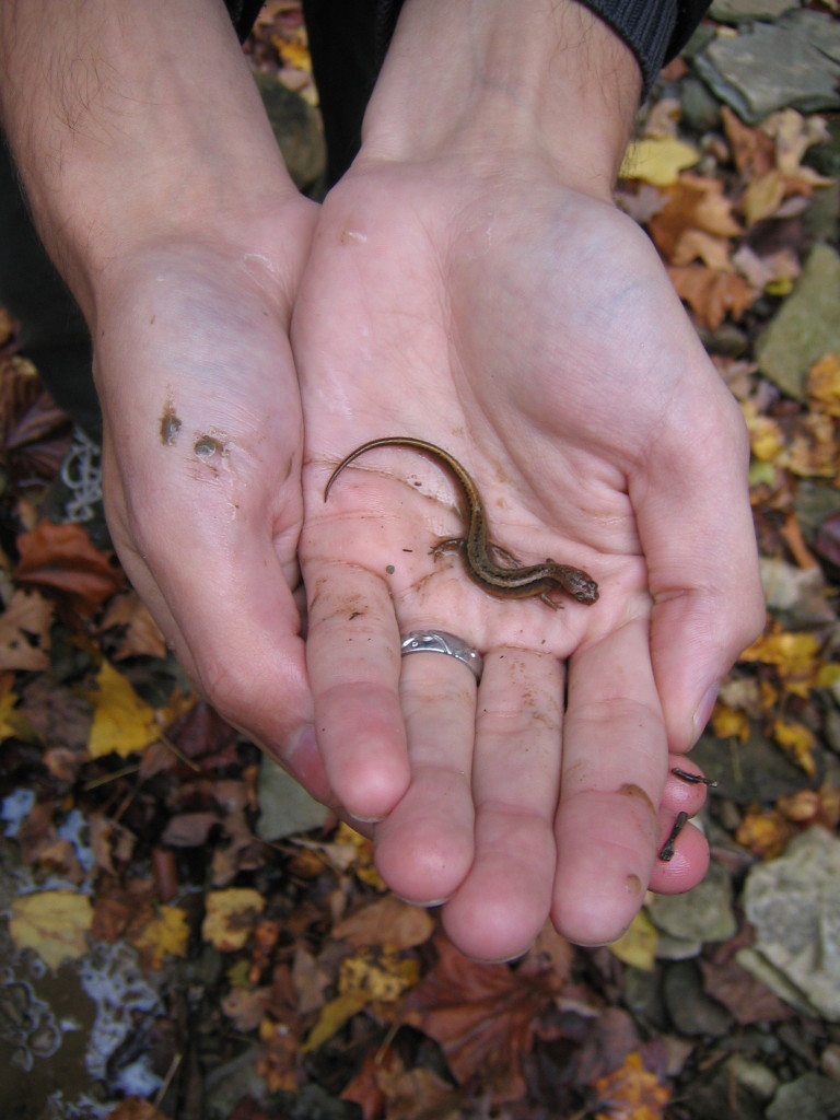 An orange and black stream salamander, probably in the genus Eurycea.